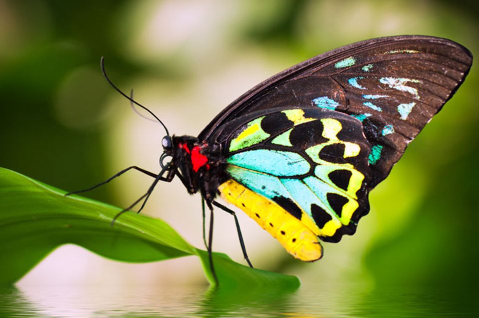 Australian Butterfly Sanctuary - Inclusive Offerings