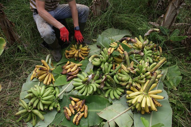 Banana Trip - Full Day Private Tour to Pico With Round Trip From Faial - Natural Wonders