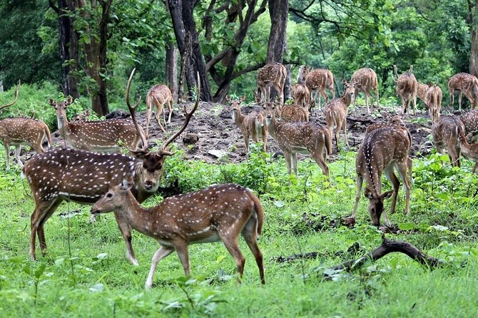 Bardia National Park Jungle Safari Tour Package - 3 Nights 4 Days - Last Words