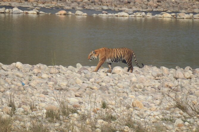 Bardia Tiger Tracking Tour 3 Nights 4 Days Full Package - Accommodation Options