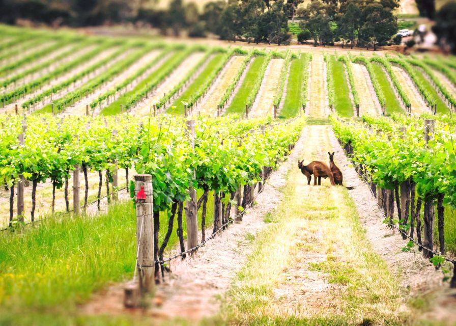 Barossa Valley: Two Hands 1.5-Hour Vineyard Tour - Inclusions and Exclusions