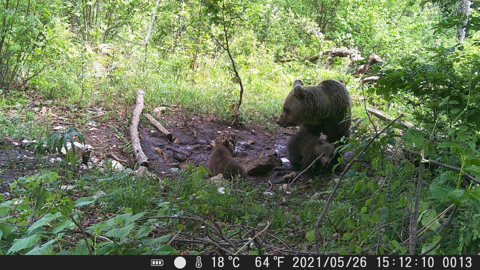 Bear Watching Slovenia - Observation Highlights