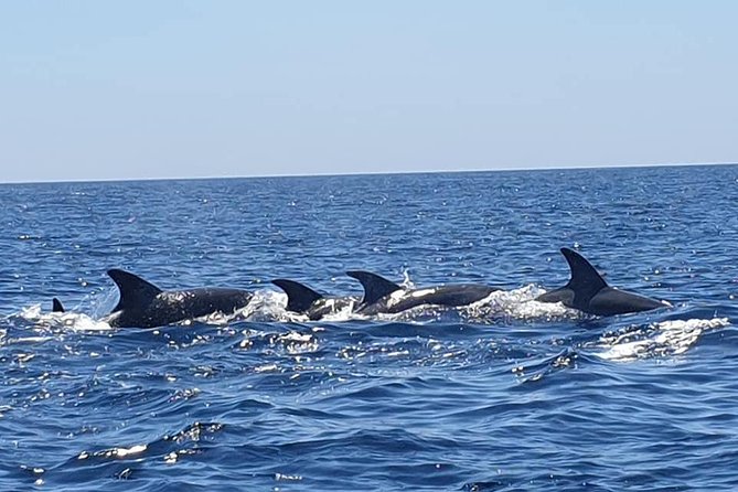 Become a Dolphin Protector! Lisbon Eco-Dolphin Watching - Additional Information