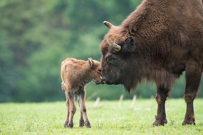 Bialowieza National Park Small Group Tour From Warsaw With Lunch Included - Cancellation Policy