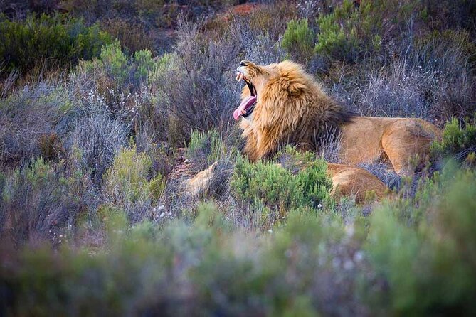 Big 5 Aquila Safari Full Day Tour With Nederburg Wine Tasting - Pickup Details