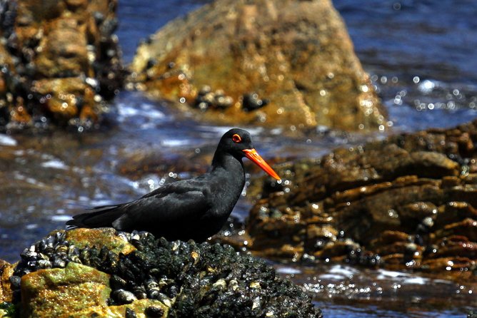 Big 5 Sea Safari in Walker Bay From Gansbaai - Marine Wildlife Encounters
