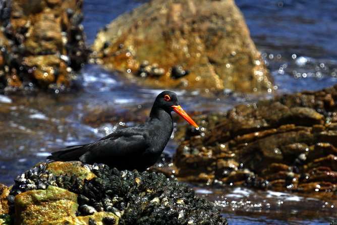 Big 5 Sea Safari In Walker Bay From Gansbaai