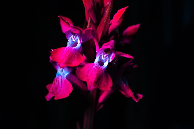 Biofluorescent Night Walk in Norfolk - Unveiling the Mysteries of Biofluorescence