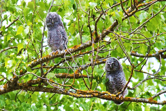 Bird Safari in Cazalla De La Sierra - Top Birding Locations to Explore