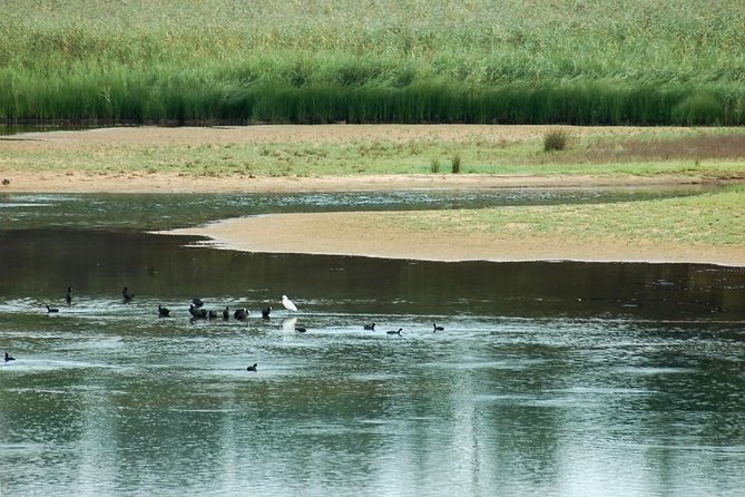 Bird Watching in Albufeira Lagoon - Guided Tours and Activities