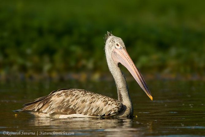 Birding & Bird Photography Tour in Bangalore - Cancellation Policy