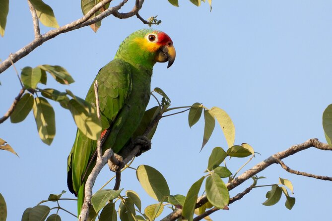 Birds of the Mayan World 1 - Conservation Efforts for Mayan Avifauna