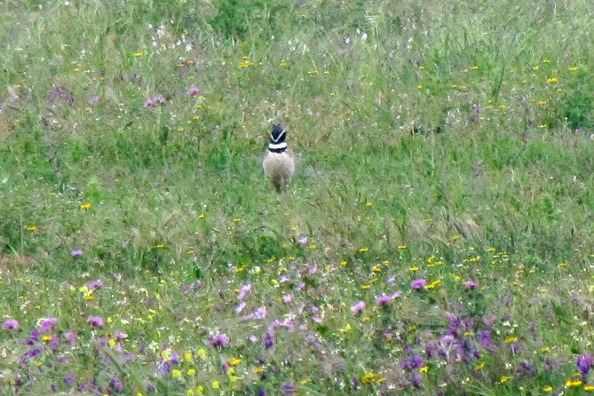 Birdwatching Day Around Sagres - Reviews