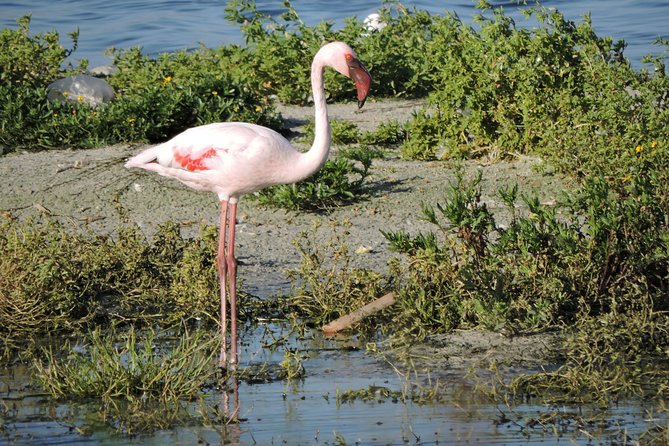 Birdwatching in Cape Town - Transportation and Equipment Provided