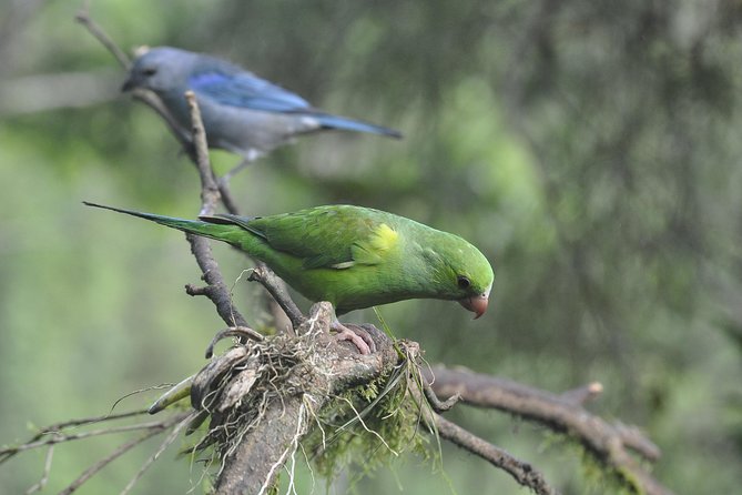 Birdwatching Tour to Tijuca National Park With Pica-Pau Tours - Common questions