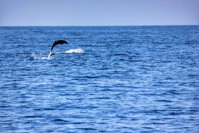 Boat Trip to See Marine Life in Puerto Escondido - Traveler Reviews and Ratings