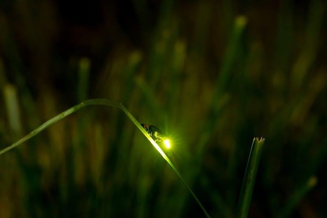 Bohol Firefly Watching (Private) - Traveler Resources