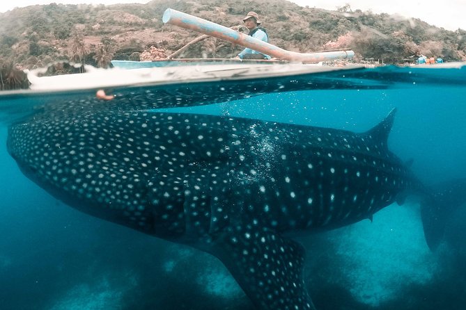 Bohol Whale-shark Encounter - Directions for a Memorable Encounter