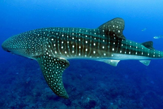 Bohol Whale Shark Interaction - Booking Information