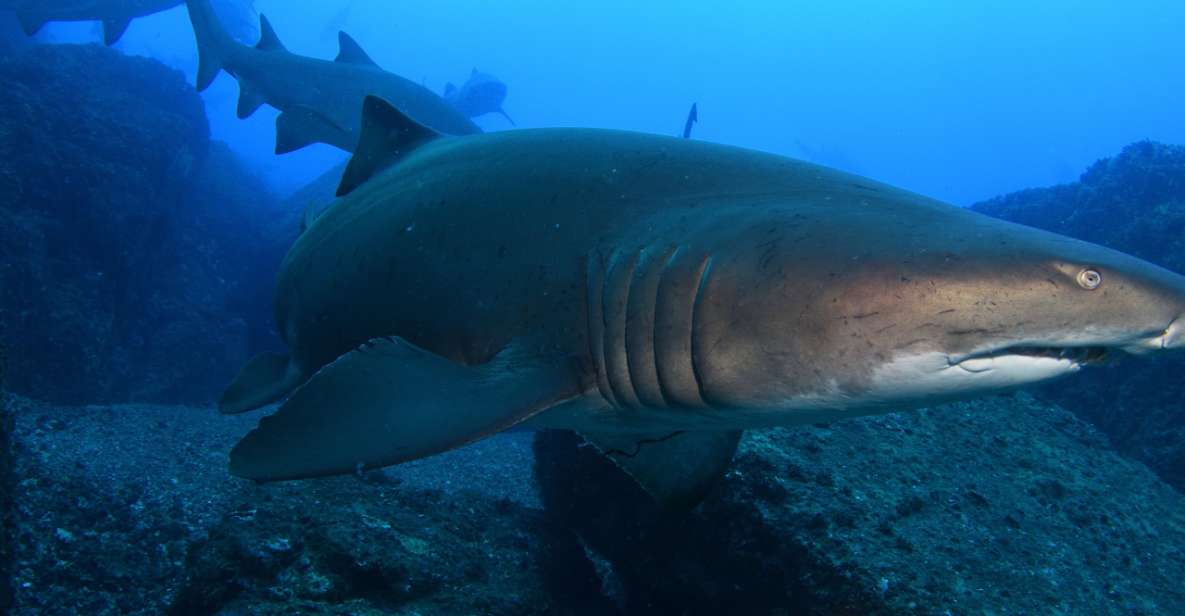 Bondi: Shark Dive at Bushrangers Bay for Certified Divers - Description