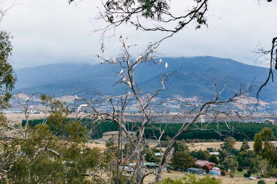 Bonorong Wildlife Sanctuary Half-Day Tour From Hobart - Tour Experience