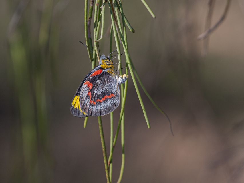 Brisbane: Kangaroos, Birds and Mangroves Coastal Tour - Private Group Experience