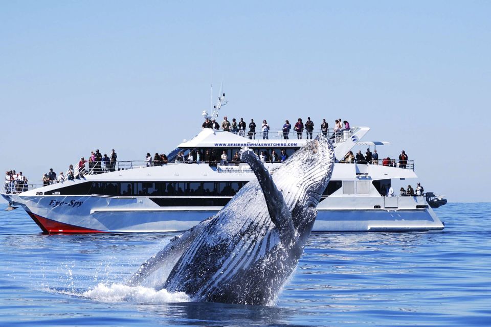 Brisbane: Whale Watching Cruise With Lunch - Customer Reviews