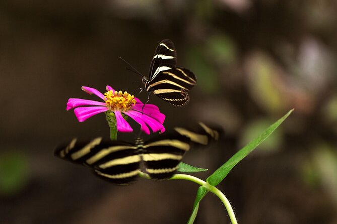 Butterfly Sanctuary Guided Tour in Puerto Vallarta - Cancellation Policy