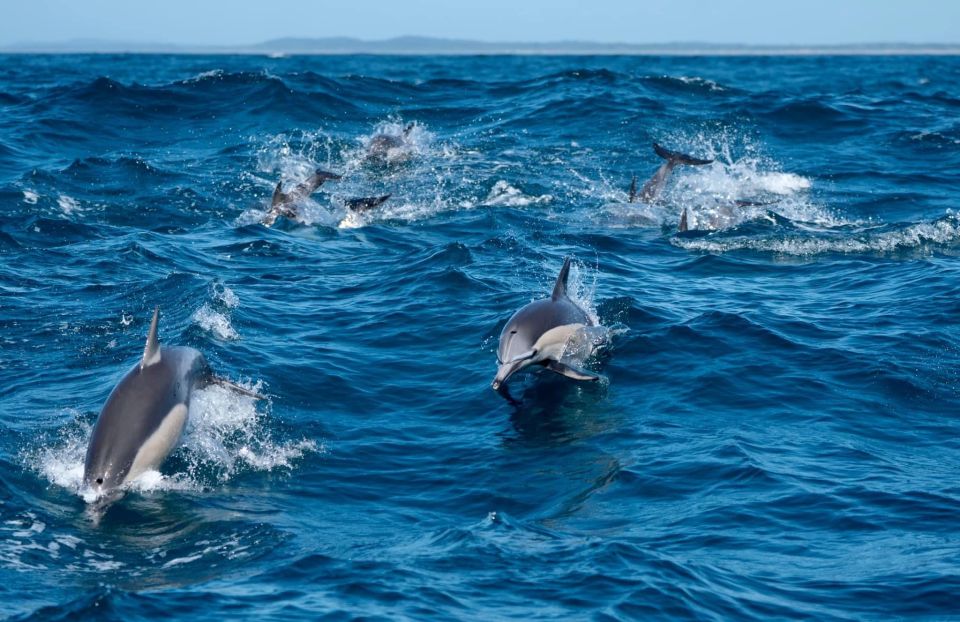 Byron Bay: Cruise With Dolphins Tour - Tour Highlights