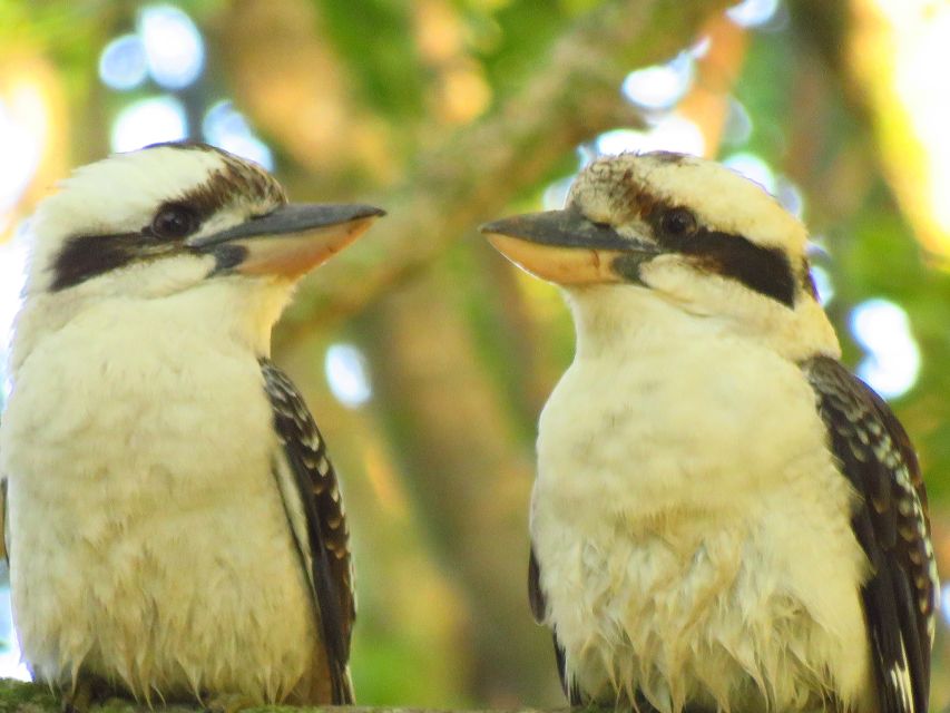 Byron Bay: Full-Day Wildlife Safari - Wildlife Experience