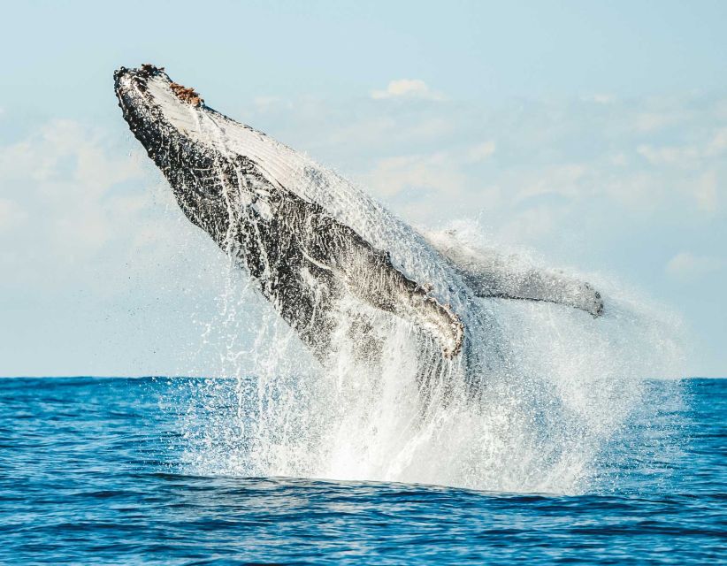 Byron Bay: Whale Watching Cruise With a Marine Biologist - Experience Highlights