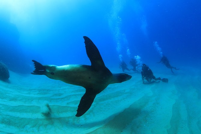 Cabo San Lucas Certified 2 Tank Dive at the Famous Arch and Lands End - Booking Process Details