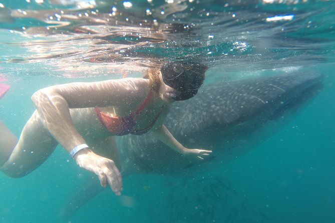 Cabo San Lucas to La Paz Whale Shark Full-Day Snorkeling Trip - Logistics and Requirements to Note