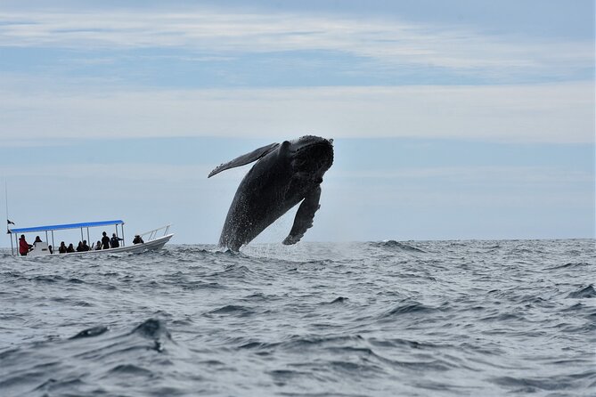 Cabo San Lucas Whale Watching Tour With Photos Included - Service and Care Emphasis