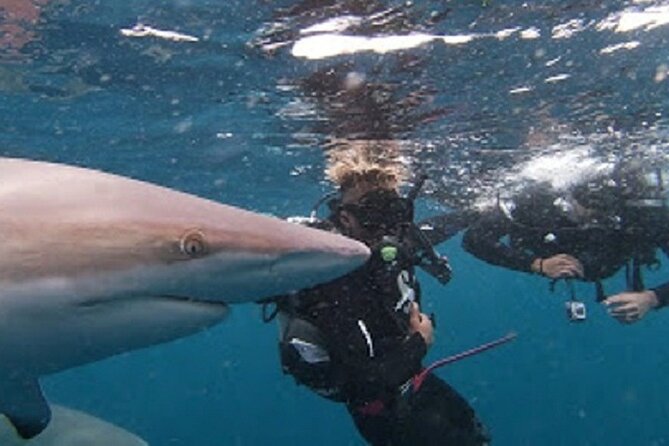 Caged and Cageless Shark Snorkelling on Durbans Aliwal Shoal - Common questions