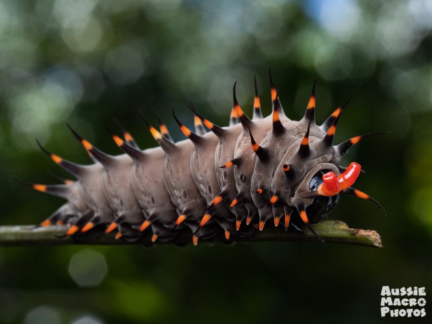 Cairns: Insect Photography Tour of Cairns Botanic Gardens - Inclusions