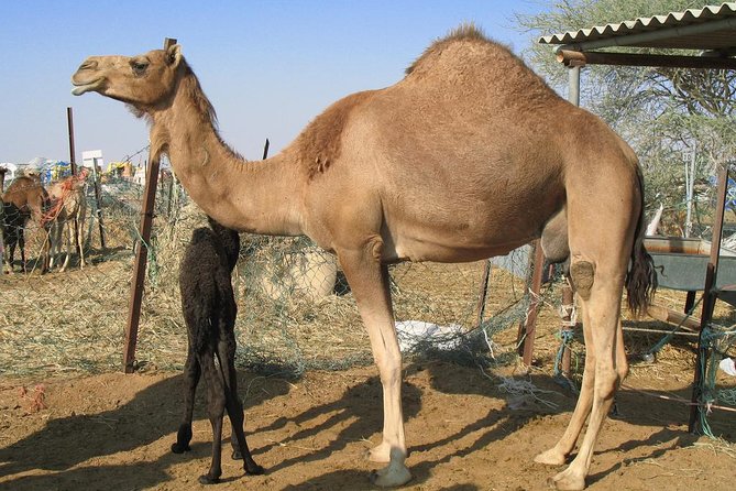 Camel Farm Visit - Dubai UAE - Pricing Information