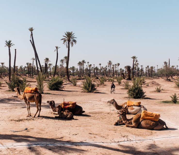 Camel Ride Tour in Palmerie of Marrakech - Common questions