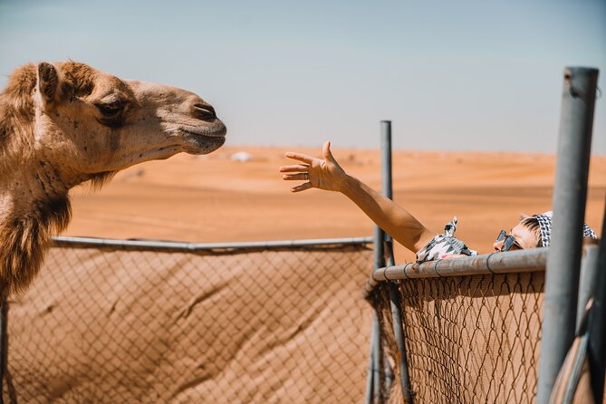 Camel Trekking in Open Red Dunes Desert - Witness Breathtaking Desert Sunsets