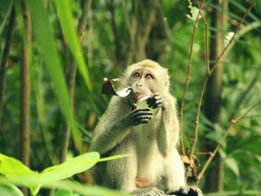 Can Gio Mangrove Biosphere Reserve 1 Day Tour - Wildlife Encounters in the Reserve