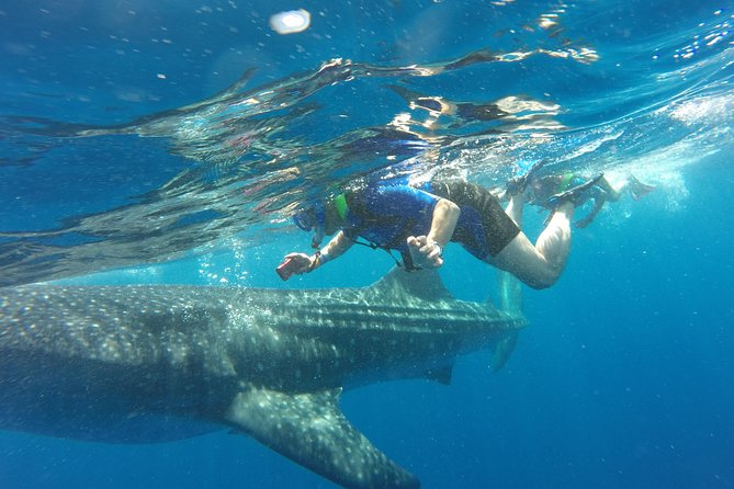 Cancun Whale Shark Encounter - Cancellation Policy Details
