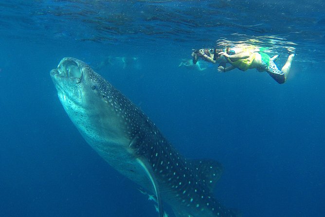 Cancun Whale Shark Tour With Transportation - Cancellation Policy and Refunds