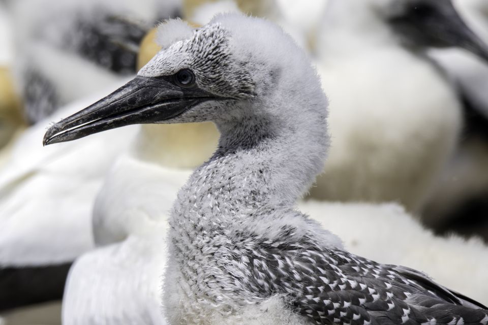 Cape Kidnappers Gannet Colony Private Tour - Full Description