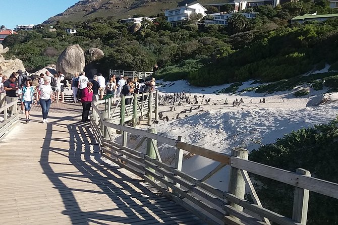 Cape of Good Hope Penguins From Cape Town Private Price/Group Up To 12Pax F/D - Review Ratings and Authenticity