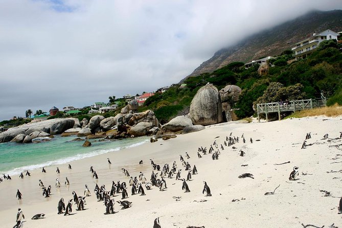 Cape Point Sightseeing Tour Including Penguins at Boulders Beach From Cape Town - Customer Reviews