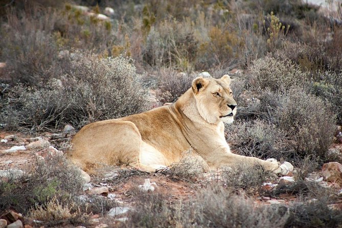 Cape Town: 1-Day Big 5 Game Drive Safari - Logistics and Transportation