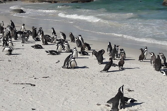 Cape Town 3-Day Attraction Tours: Shark Diving & Cape Peninsula & Wine Tasting - Shark Diving Experience
