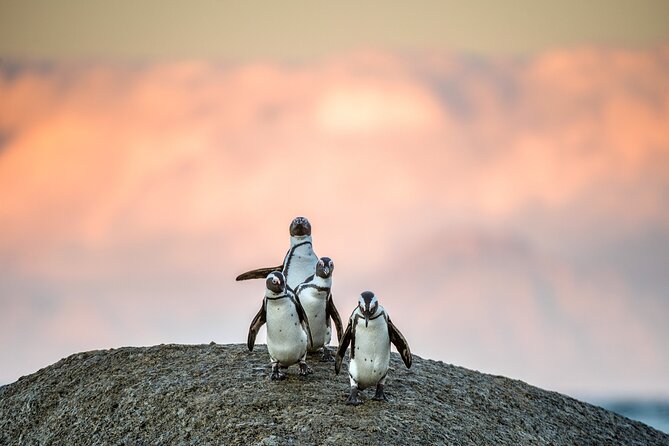 Cape Town Full-Day Cape of Good Hope, Penguins Small Group Tour - Departure Details