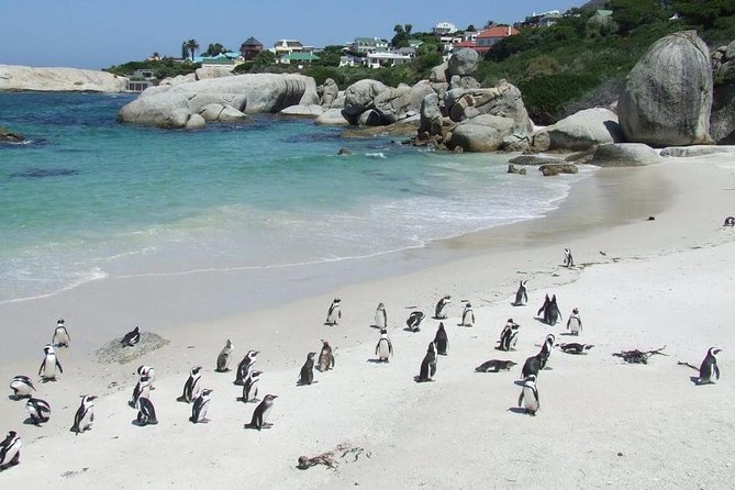 Cape Town Private Tour , Cape Peninsula Penguin - Meeting and Pickup