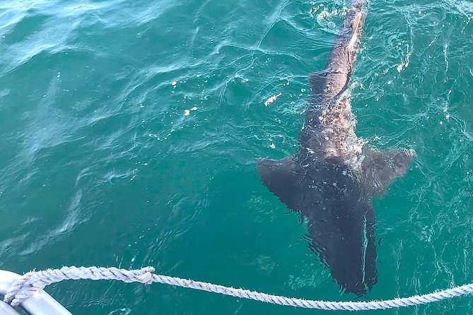 CapeTown: African Shark Eco-Charters Shark Cage Diving Experience - Weather and Tour Highlights